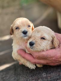 Maltipoo mini/toy