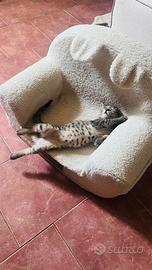 Gattini Sogliano al Rubicone