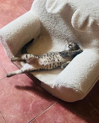 Gattini Sogliano al Rubicone