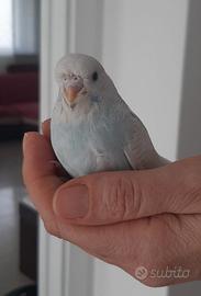 Cocorita allevata a mano