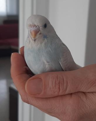 Cocorita allevata a mano