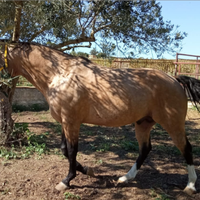 Stallone quarter horse