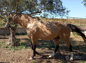 Stallone quarter horse