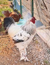 splendido gallo Brahma