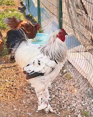 splendido gallo Brahma