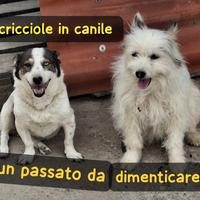 Rebecca e bell taglia piccola in canile