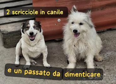 Rebecca e bell taglia piccola in canile