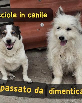 Rebecca e bell taglia piccola in canile