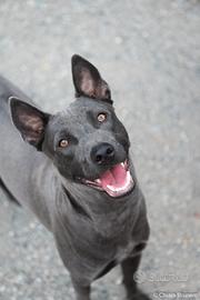 Animali cane THAI RIDGEBACK