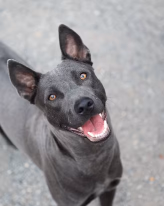 Animali cane THAI RIDGEBACK