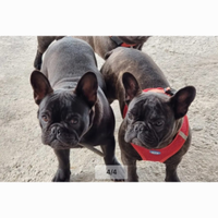 Bulldog Francese