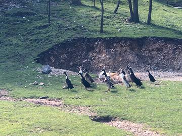 Maschi di anatra corritrice