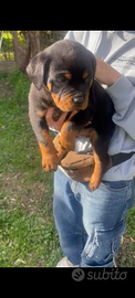 Rottweiler cuccioli con pedigree