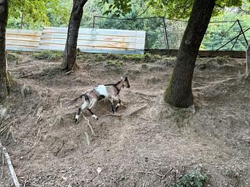 Capre e capretti