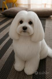 Maltese maschio per accoppiamento monta