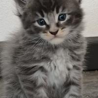 Cuccioli di Maine coon