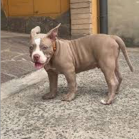 American Bully xl