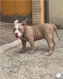 American Bully xl