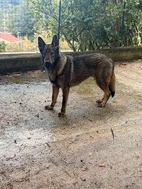 Cucciolo di cane lupo cecloslovacco