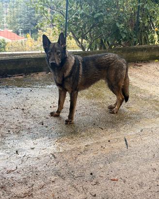 Cucciolo di cane lupo cecloslovacco