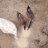 Uova f.e.c.o.n.d.e pulcini anatre