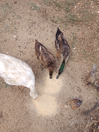 Uova f.e.c.o.n.d.e pulcini anatre