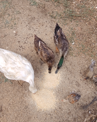 Uova f.e.c.o.n.d.e pulcini anatre