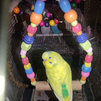 Cocorita ala perlata spangle verde