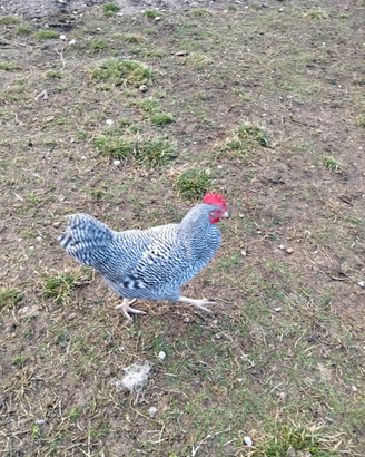 Gallo Amrock