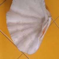 conchiglia di tridacna gigante
