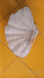 conchiglia di tridacna gigante