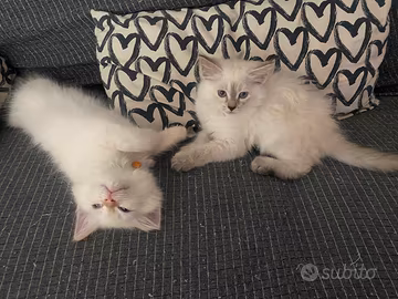 Cuccioli Gatto siberiano di 2 mesi