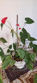 pianta anthurium
