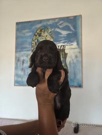 Cocker spaniel inglese pedigree cioccolato