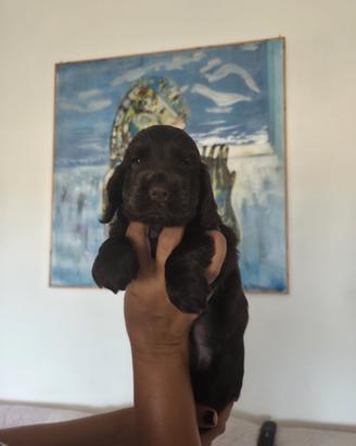 Cocker spaniel inglese pedigree cioccolato