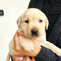 Cuccioli labrador