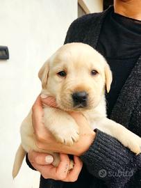 Cuccioli labrador