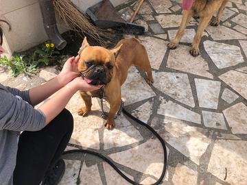 Bulldog francese