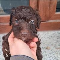 Cuccioli di lagotto romagnolo