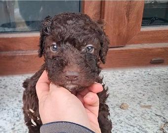 Cuccioli di lagotto romagnolo