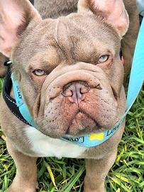 BIG ROPE NewShade L/l4 Stallone/Monta Bull.Fran