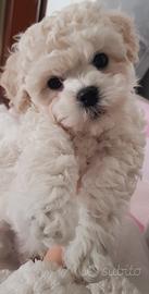 Cuccioli bichon a pòil frisè