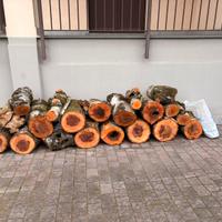 Legna da ardere betulla circa 250 kg