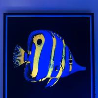 Accessori acquario marino