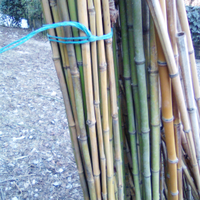 Canne bamboo