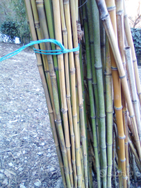 Canne bamboo
