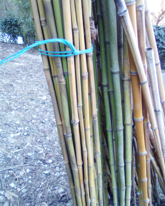 Canne bamboo