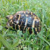 Tartaruga terrestre