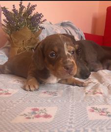 Cuccioli di bassotto