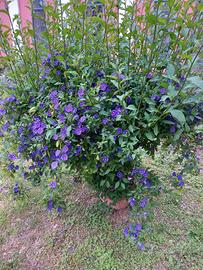 Piante di solanum rantonetti in vaso 7